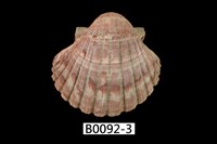 藏品(中華海扇蛤)的圖片